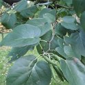 Alnus cordata feuille